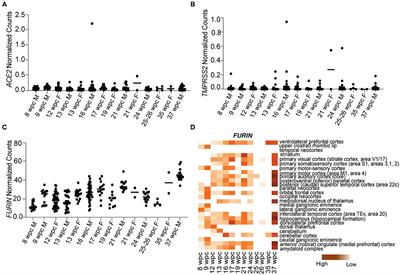 Novel Targets of SARS-CoV-2 Spike Protein in Human Fetal Brain Development Suggest Early Pregnancy Vulnerability